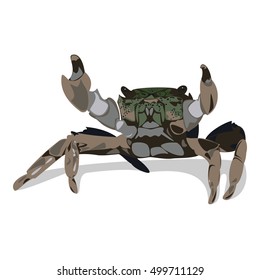 Color crab front view with shadow isolated illustration
