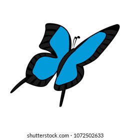 color cute butterfly insect animal with wings