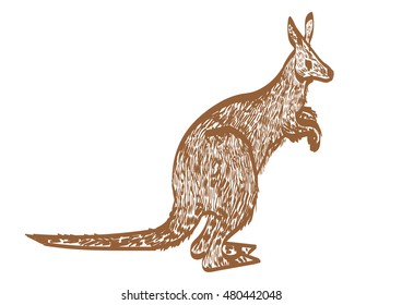 The color cute kangaroo