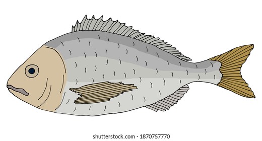 Color dorado fish hand drawn. Colorful dolphinfish isolated on white background. Vector illustration.