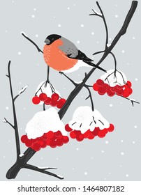 Color drawing with a branch of a winter Rowan tree, covered with a bunch of red berries and a bullfinch sitting on it under a snowfall. Vector illustration 