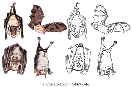 Color drawing and contour of nocturnal wild animals that live in caves, mountains and forests, species of bats