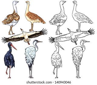 color drawing and contour of wild birds living on the riverbanks, rivers, lakes, plains, steppes, meadows and ponds, stork flying