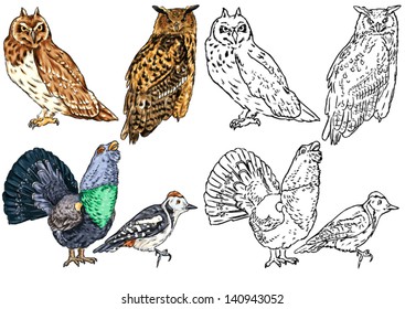 color drawing and contour of wild birds living in forests, birds of prey, owls, woodpeckers, wood grouse