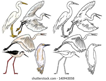 color drawing and contour of wild birds that live on the riverbanks, rivers, lakes and ponds, stork flying