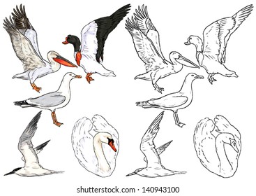 color drawing and contour of wild birds living on the riverbanks, rivers, lakes and ponds, shores of the sea, freshwater and salty, swan, pelican, goose, tern