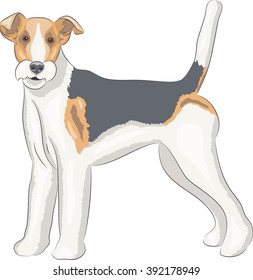 Color drawing fox terrier dog breed.