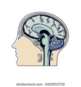 Color drawing of a human brain in profile. Head in section, in profile. Medical poster, sticker. Vector illustration