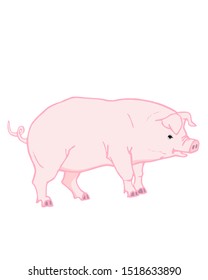Color drawing of a large pink pig on a white background