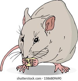 Color drawing of a large rat with cheese on a white background