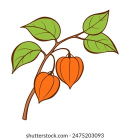 Color drawing of Physalis in doodle style. Contour decorative branch of dried flowers for autumn decoration, isolated on white background.