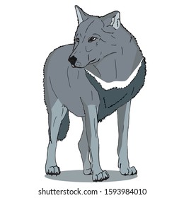 Color drawing of a standing large wolf on a white background