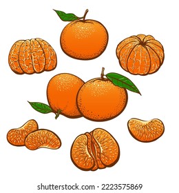 Color drawn mandarin. Orange tangerine crop vector illustration, cartoon segmental oranges dessert, manadarine drawing doodle colour sketch