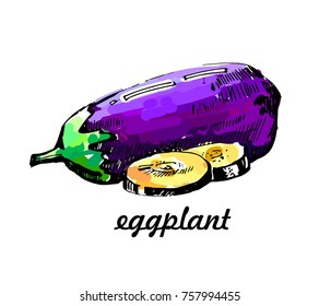 Color Eggplant hand drawn. vector illustrations