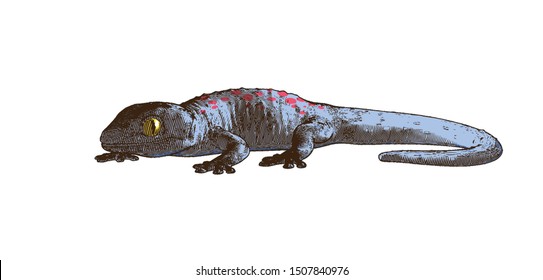 Color engraved vintage vector drawing gecko with dark shadow in side view isolated on white background