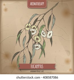 Color Eucalyptus globulus aka blue gum sketch on vintage paper background. Aromatherapy series. Great for traditional medicine, perfume design or gardening. 