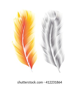 the color feather on white background