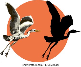 Color  flying heron vector illustration and heron silhouette