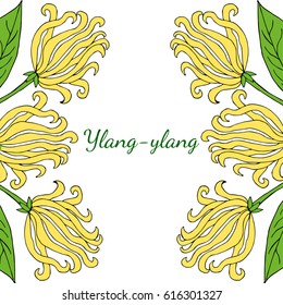 Color frame, border, template with ylang-ylang sketch. Aromatherapy series, square banner,background. Great for traditional medicine, perfume design, cooking or gardening.