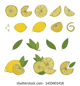 Color fruit set in realistic style. Different variations of lemon, lime, citrus. Isolated on white background. Vector illustration, hand drawing.