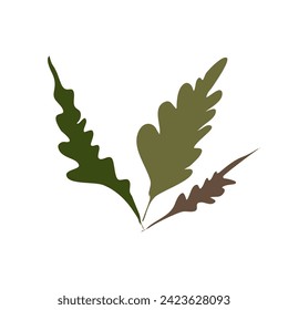 color full of leaf isolated of white