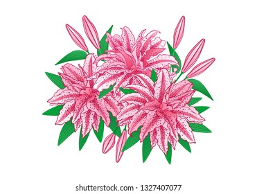 Color graphic, calligraphic hand drawing of flowers of a Lily of grade Magic Star - double Oriental hybrid flower. Ornate vector illustration, isolated on white background.