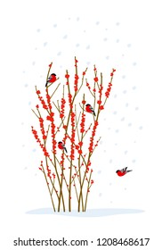 Color graphic flat drawing with a bush of winter holly, covered with red berries and bullfinches, sitting on the branches. Vector holiday illustration isolated on white background for design.