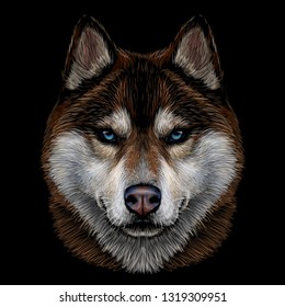 
Color, graphic portrait of the Siberian Husky with brown furs and blue eyes on a black background