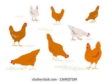 Color graphic set, collection, drawn rural hens or chickens, walking in differents poses, pecking grain. Vector illustration, isolated on white background.