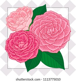 Color graphic set - flowers and leaves of a Japanese Camellia plant (Camellia japonica) in dotted frame. Sketch, bouquet, branch, vector illustration in pink color, isolated on white background.