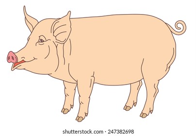 color hand drawing of domestic pig - vector illustration