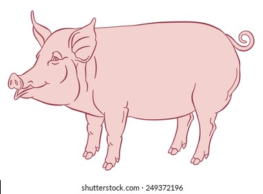 color hand drawing of domestic pig - vector illustration