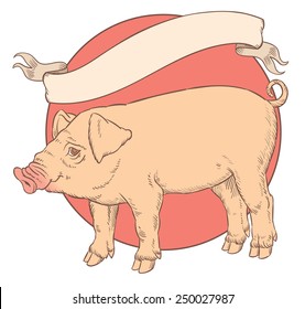 color hand drawing of domestic pig with vintage ribbon banner for label- vector illustration