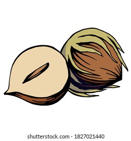 Color hand drawn illustration of a hazelnut. Handwritten graphic technique