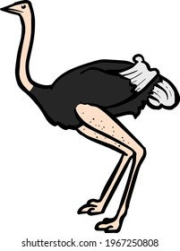 Color hand drawn ostrich vector illustration