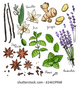 Color herbs. Spices. Herb drawn black lines on a white background. Vector illustration. Vanilla, mint, ginger, star anise, lavender, clover