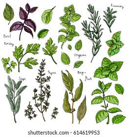 Color herbs. Spices. Italian herb drawn black lines on a white background. Vector illustration. Basil, Parsley, Rosemary, Sage, Bay, Thyme, Oregano, Mint