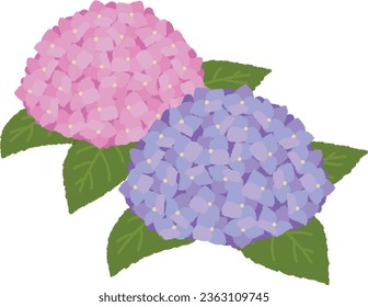 The color of hydrangea flowers is related to the acidity of the soil; they turn blue when the soil is acidic, and red when the soil is alkaline.