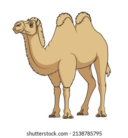 Color illustration with a bactrian camel. Isolated vector object on a white background.