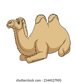 Color illustration with a bactrian camel. Isolated vector object on a white background.