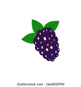 Color illustration of blackberry. Juicy ripe berry. Vector illustration.