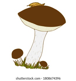 Color illustration of a boletus with a yellow leaf on the cap.