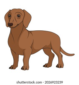 Color illustration with brown, redhead dachshund dog. Isolated vector object on white background.