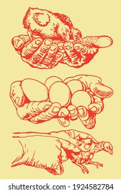 Color illustration of chicks and eggs in hand, sepia background, farm bird