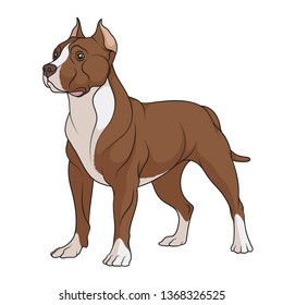 Color illustration of a chocolate, brown pit bull with white spots. Isolated vector object on white background.