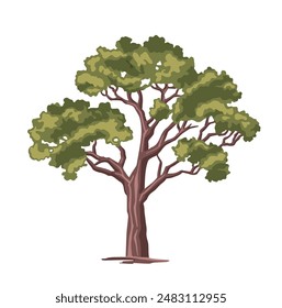 Color illustration of a deciduous poplar tree.