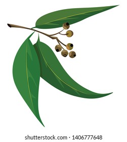 Eine farbige Illustration von Eukalyptusblättern mit Stamm, Vektorgrafik, Farbzeichnung oder Illustration. 