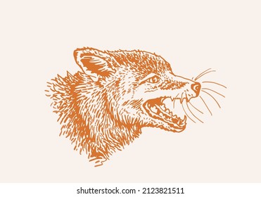 Color illustration of fox,graphical red fox drawing