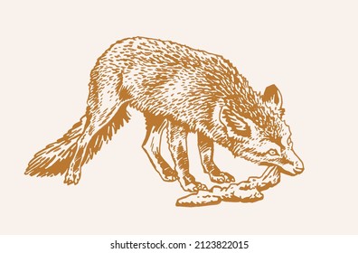 Color illustration of fox,graphical red fox drawing