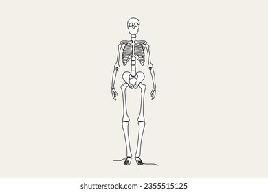 Color illustration of the front view of a human skeleton. Human skeleton one-line drawing